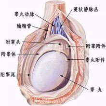 威海曙光男科醫院 威海曙光男科醫院